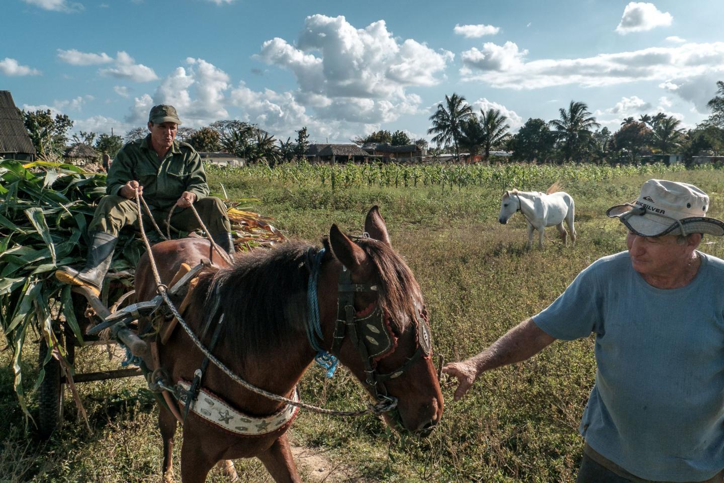 Cuba Kuba country Viñales Viniales horses konie sugar cane czcina cukrowa